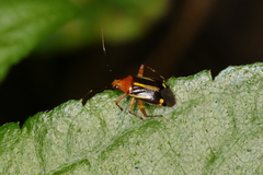 Horciasinus signoreti