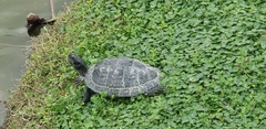 Trachemys scripta image