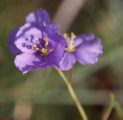 Image of Heliophila suavissima by (c) Tony Rebelo, some rights reserved (CC BY-SA)