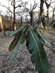 Rhododendron fictolacteum