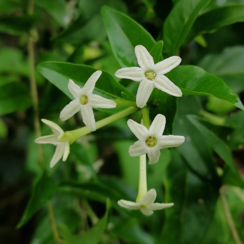Mariquita cestrum (Cestrum mariquitense)