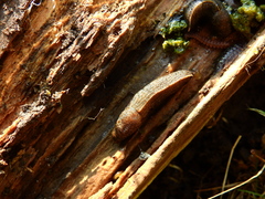Tandonia budapestensis