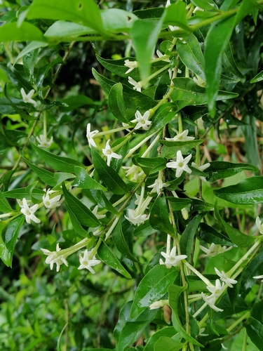Image of Cestrum mariquitense by (c) Kozue Kawakami, some rights reserved (CC BY-SA)