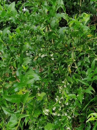 Image of Cestrum mariquitense by (c) Kozue Kawakami, some rights reserved (CC BY-SA)
