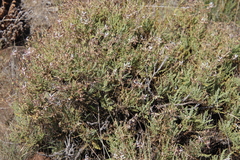 Pelargonium tragacanthoides