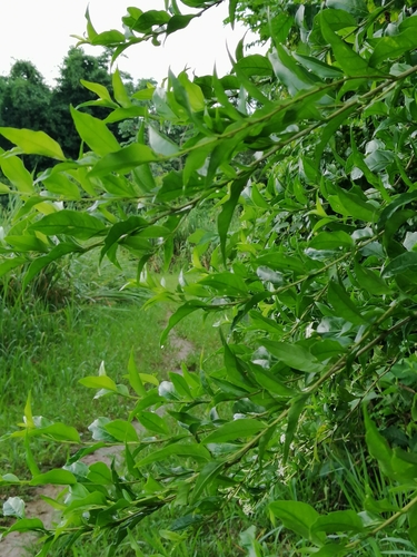 Image of Cestrum mariquitense by (c) Kozue Kawakami, some rights reserved (CC BY-SA)