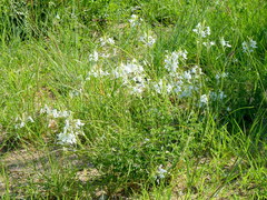 Chascanum hederaceum