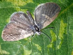 Zizula hylax pygmaea