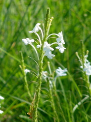 Chascanum hederaceum