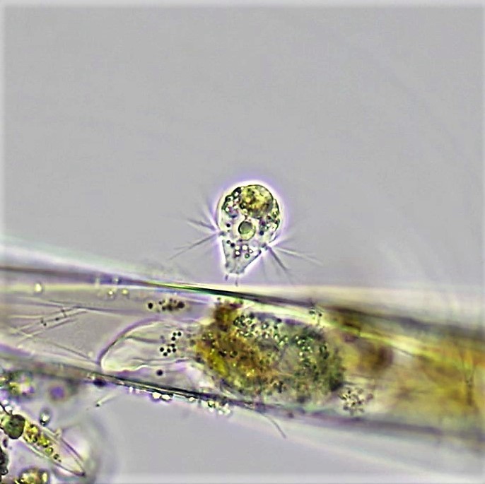 Mesodinium