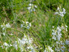 Chascanum hederaceum