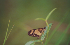 Acraea bonasia