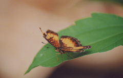 Junonia sophia sophia