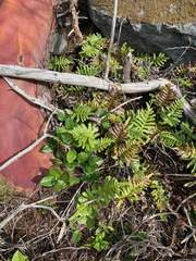 Polypodium scouleri image