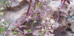Galium judaicum