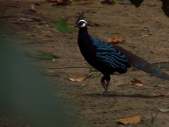 Polyplectron napoleonis