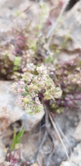 Galium judaicum