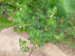 Mimosa ursina