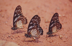 Graphium leonidas leonidas
