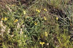 Commelina africana barberae