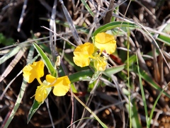 Commelina africana barberae