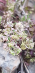 Galium judaicum