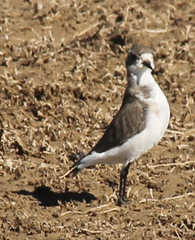 Charadrius alticola