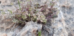Galium judaicum