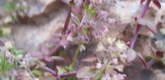 Galium judaicum