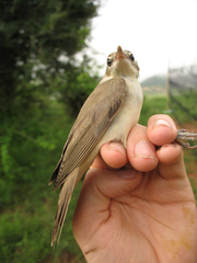 Acrocephalus griseldis