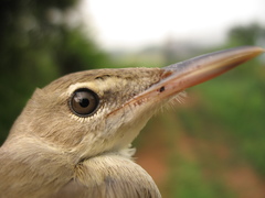 Acrocephalus griseldis