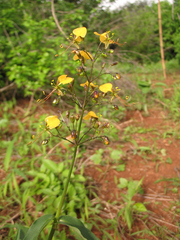 Aneilema aequinoctiale