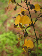 Aneilema aequinoctiale