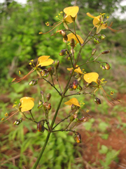 Aneilema aequinoctiale