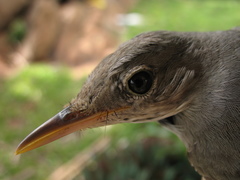 Olive-Tree Warbler photo 4