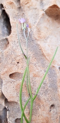 Malcolmia chia