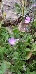 Malcolmia chia