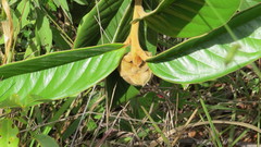 Annona monticola
