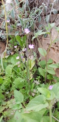 Malcolmia chia