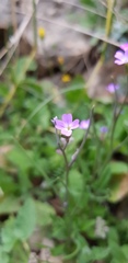 Malcolmia chia
