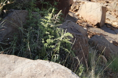 Asparagus spinescens