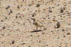 Ammomanopsis grayi