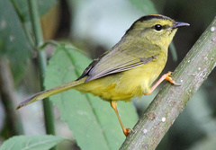 Myiothlypis bivittata