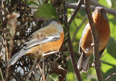 Microspingus erythrophrys