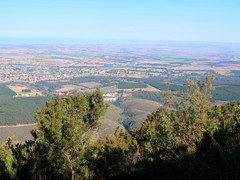 Leucadendron conicum