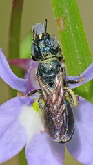 Ceratina floridana
