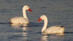 Coscoroba Swan photo 3
