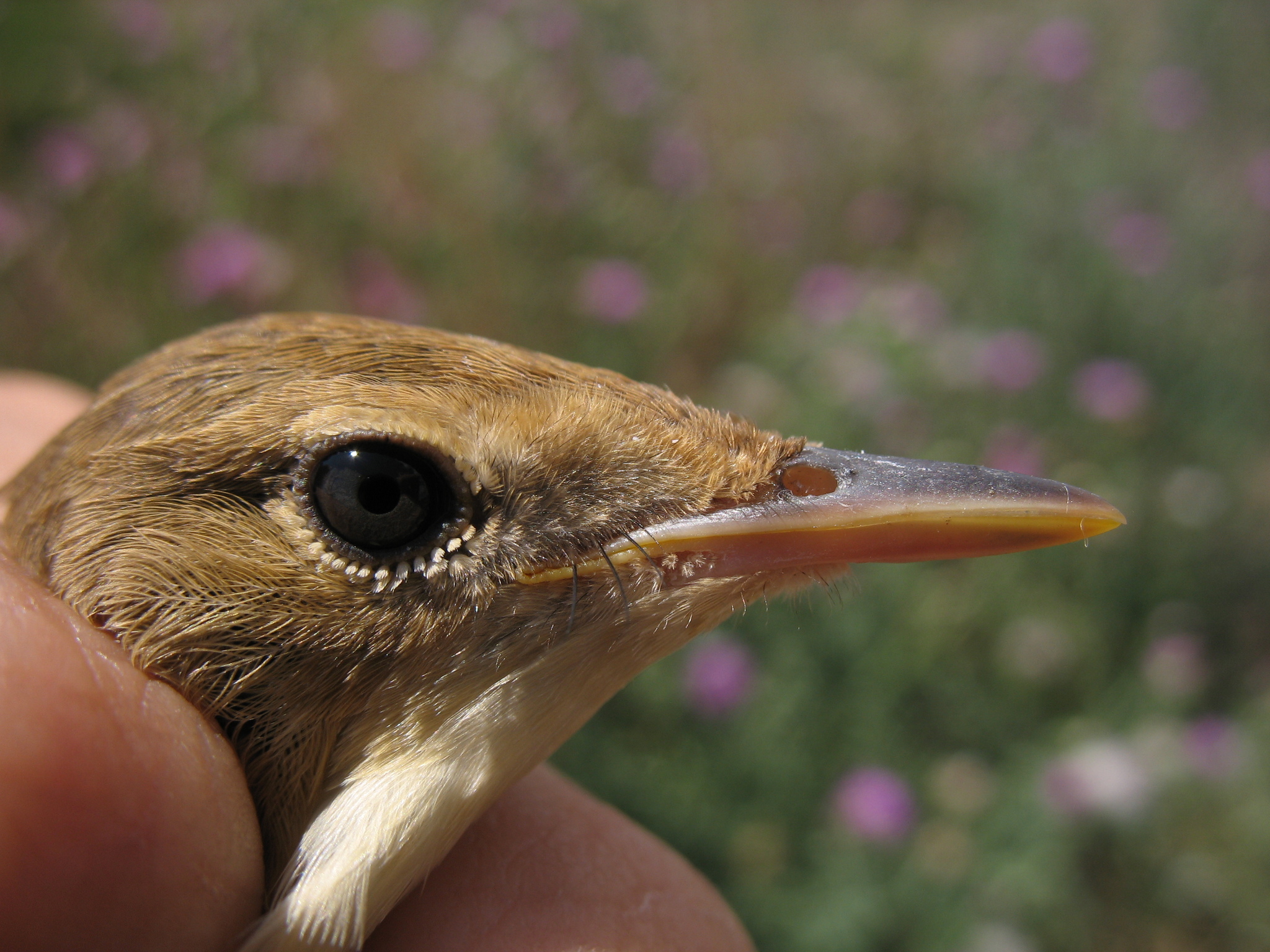 Marsh Warbler