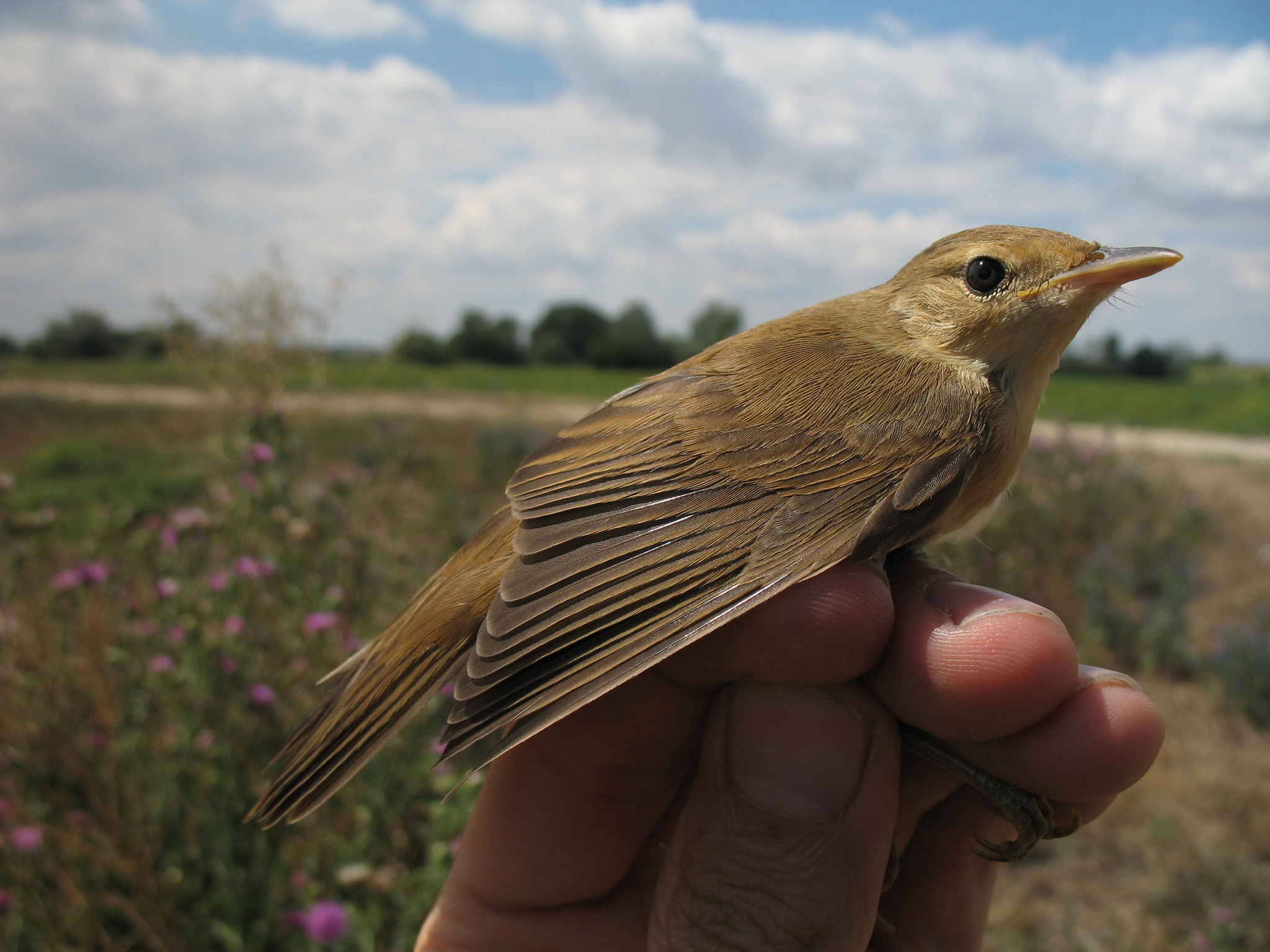 Marsh Warbler