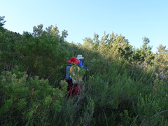 Leucadendron conicum